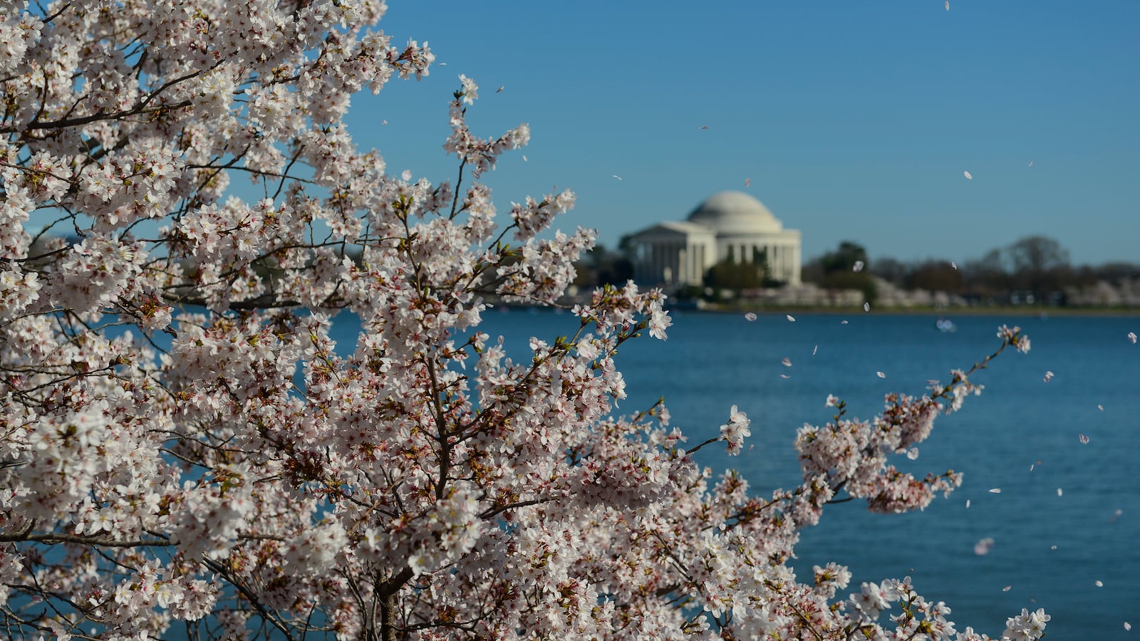 The Jefferson Memorial is seen through cherry blossoms in bloom on the tidal basin on March 29, 2017 in Washington, DC.