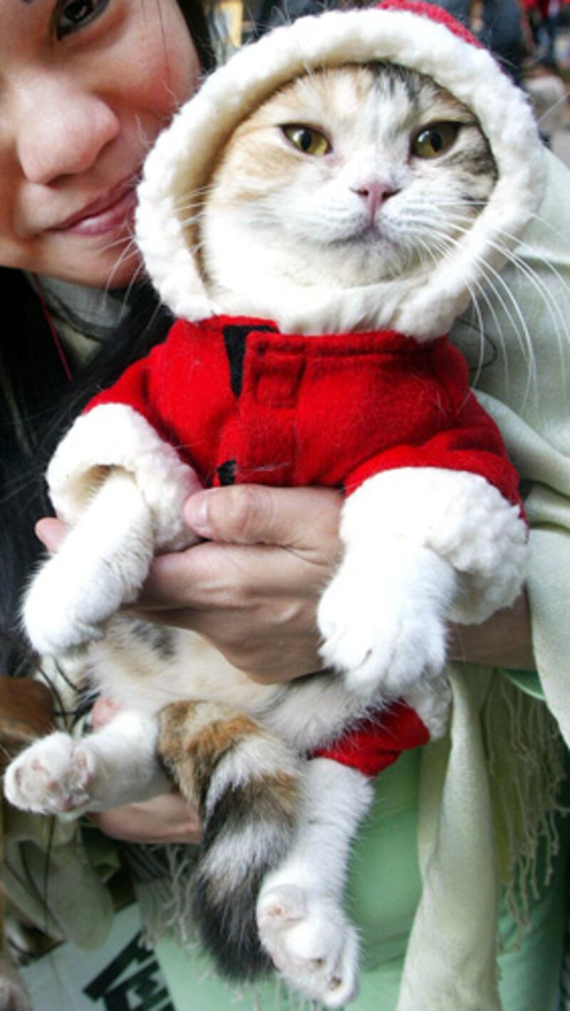 galleries/2011/12/23/christmas-cats-photos/christmas-cat-photos-4_ci27qd