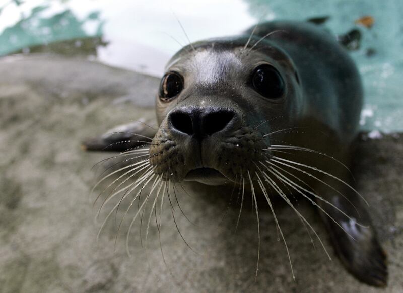 galleries/2011/05/05/cute-seals/cute-seals-1_ptb5ek