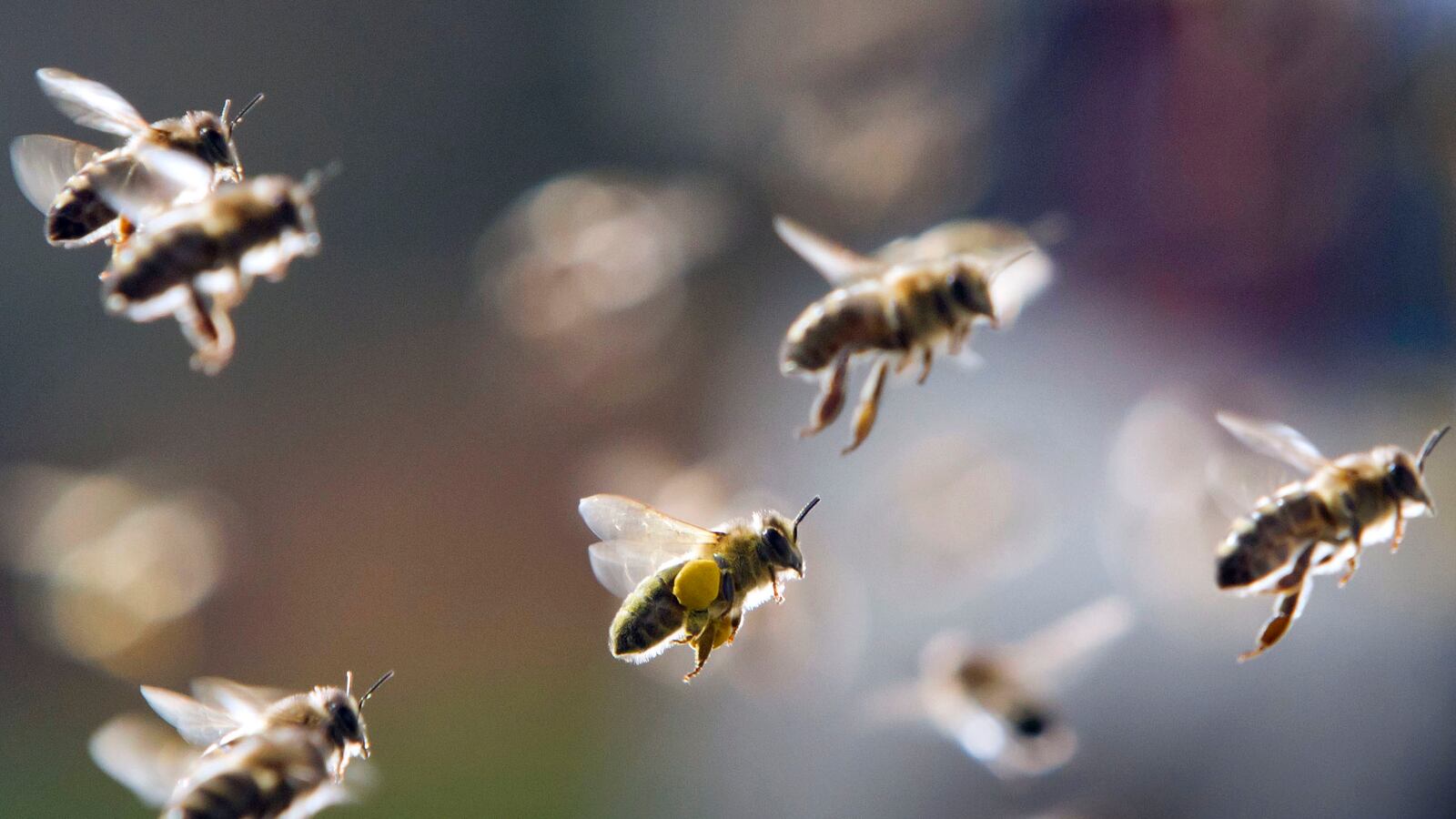 cheats/2015/05/14/2-in-5-bee-hives-died-last-year/150514-bee-hives-death-cheat_daz9jf