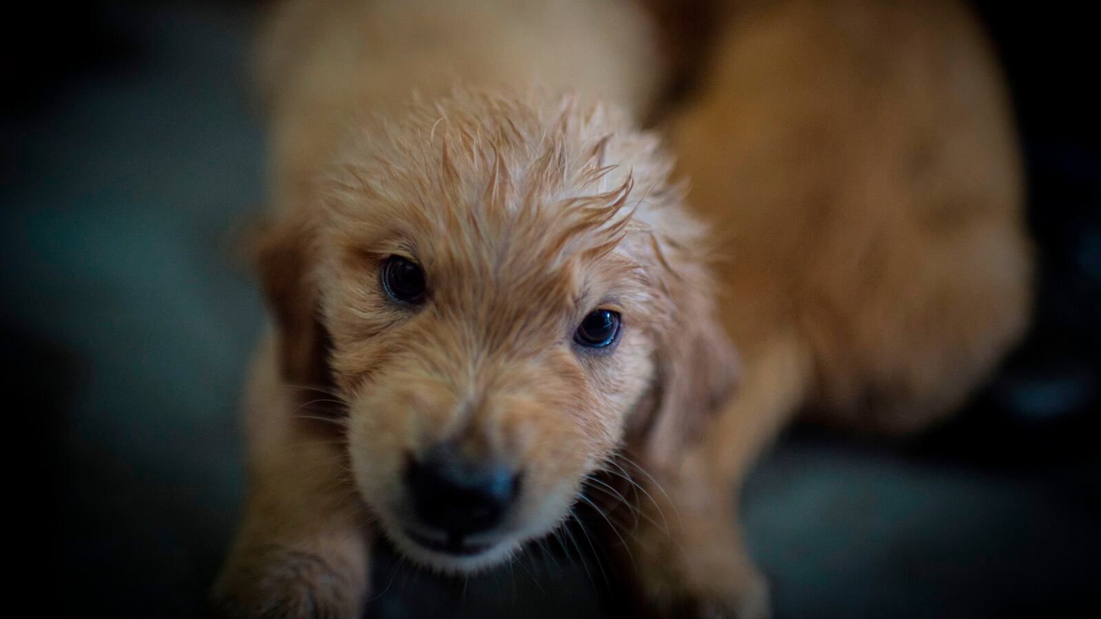 GettyImages-1051887996_1_gwoajw