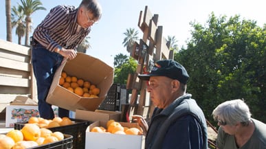 articles/2011/03/13/farmers-and-food-pantries-embrace-gleaning-to-prevent-waste/maloney-gleaning-food_166308_nmusqi