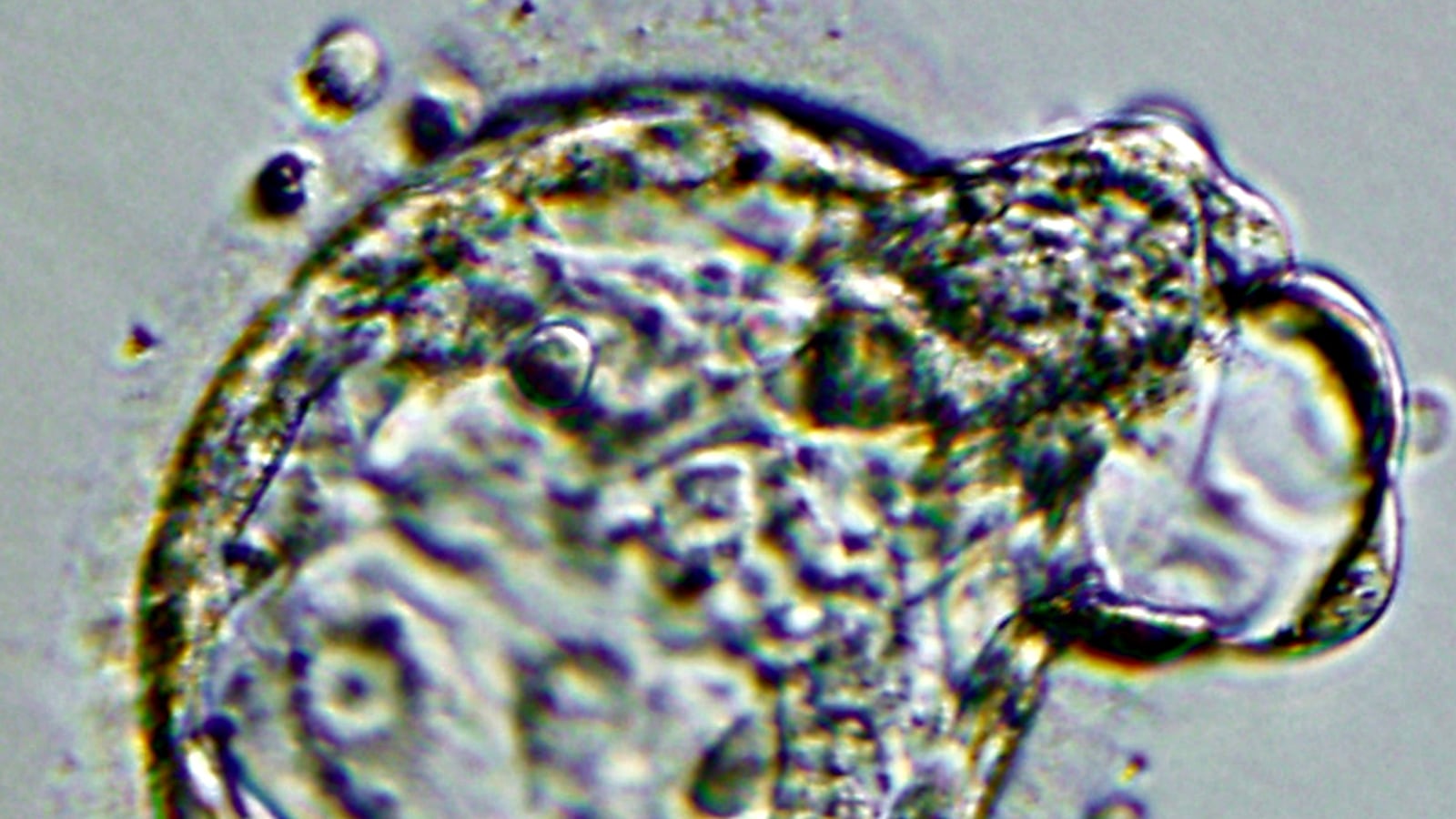 cheats/2016/05/04/scientists-break-record-for-lab-grown-human-embryos/160504-human-embryo-cheat_bexke8