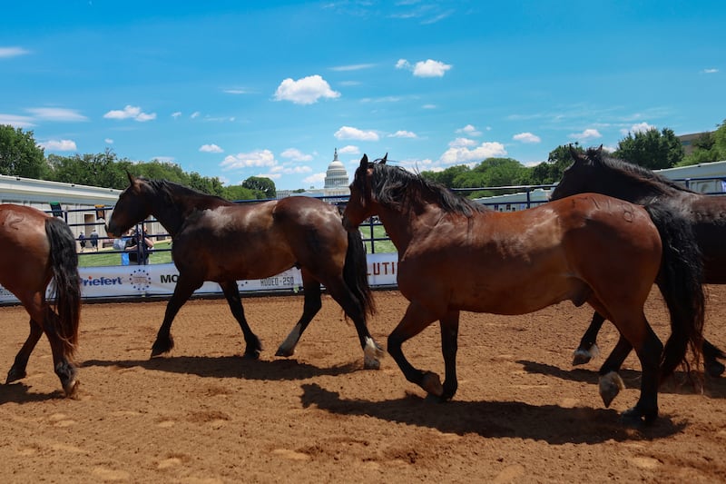 Horses frolic, without visitors in their way, around a nearly empty racetrack.