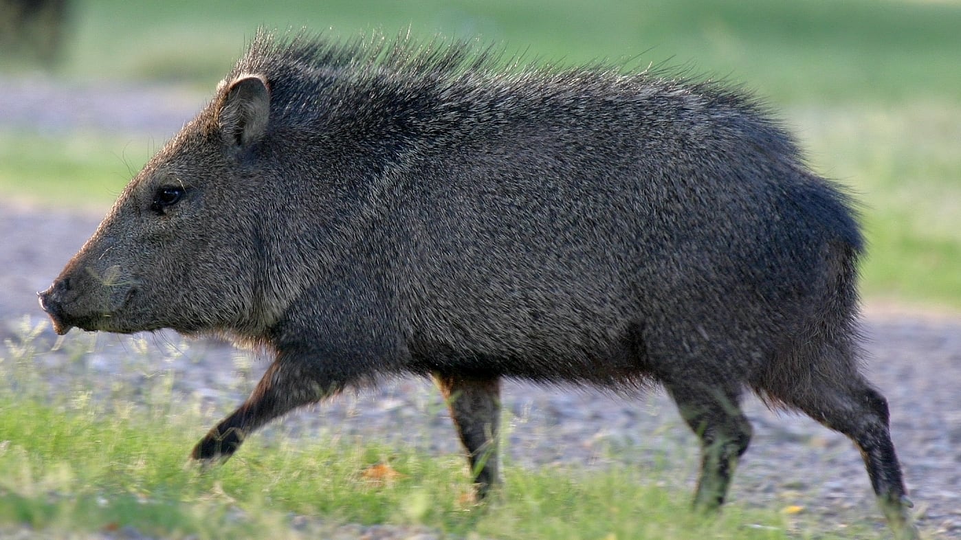 Running_Javelina_snomao