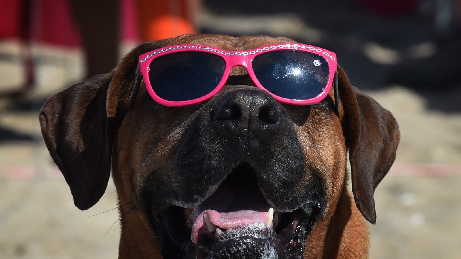 videos/2016/06/03/dna-shows-dogs-were-domesticated-twice/160603-Place-dogs-domesticated-twice-Tease_ku1kif