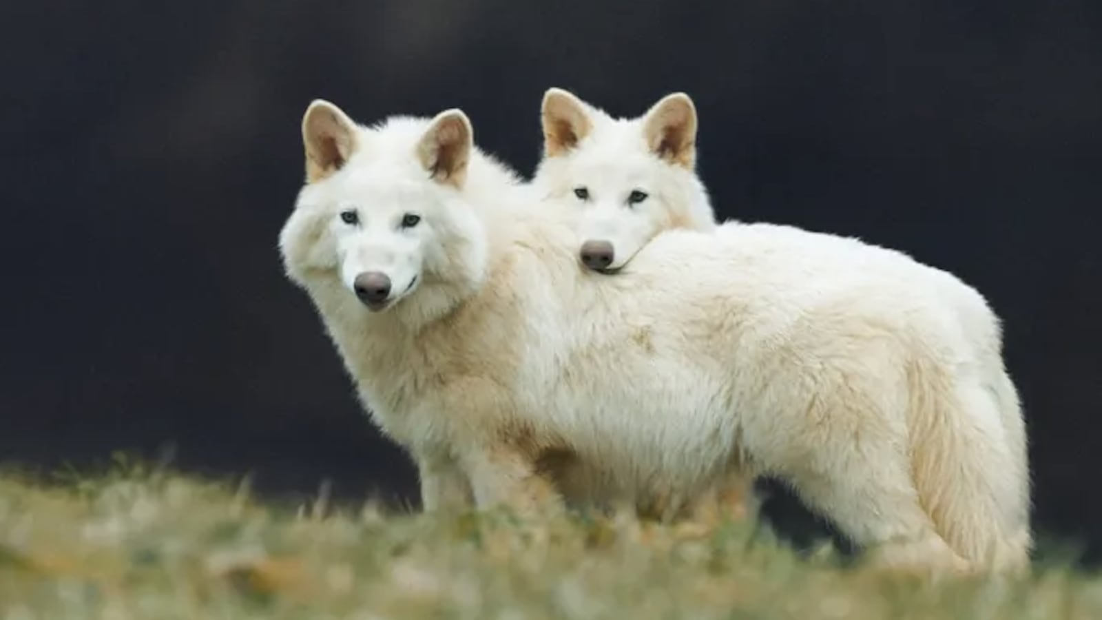 Dire wolves went extinct 10,000 years ago.