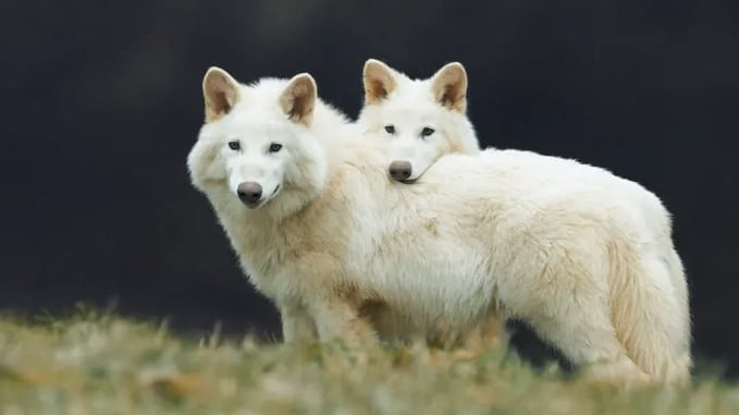 Dire wolves went extinct 10,000 years ago.