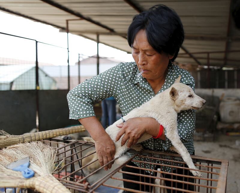 galleries/2015/07/09/dog-s-best-friend-meet-the-woman-saving-pups-from-slaughter/140709-dog-meat-activist-3_y2iqms