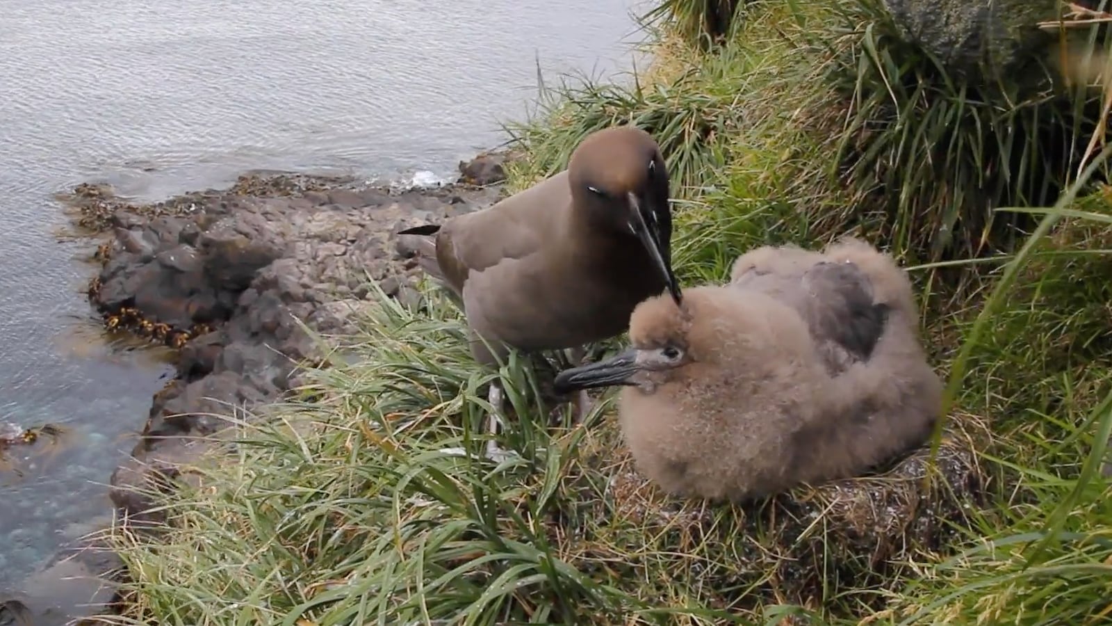 Conservationists have estimated that if they do nothing to stop the mice from breeding, 19 species of seabirds, including rare wandering albatrosses, will vanish from the island within 50 to 100 years.