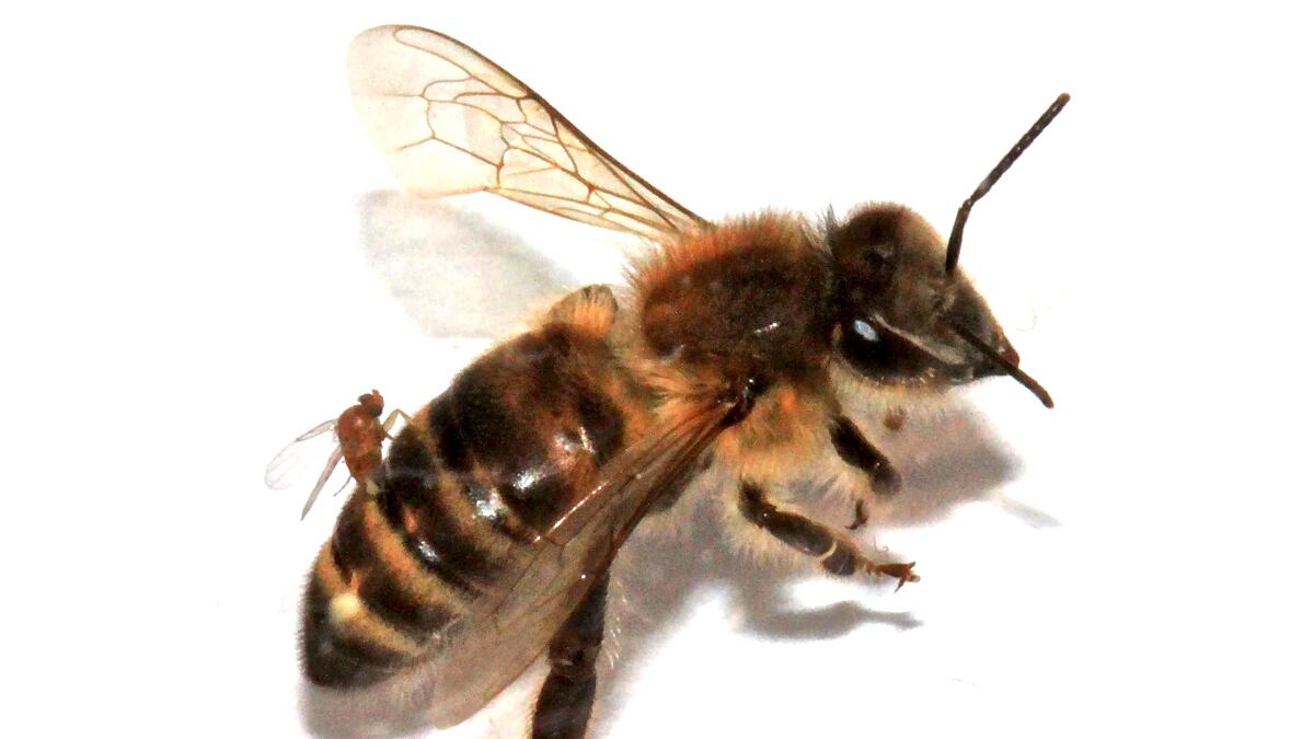 articles/2012/10/11/when-zombees-attack/zombees-ross-tease_kaftmx