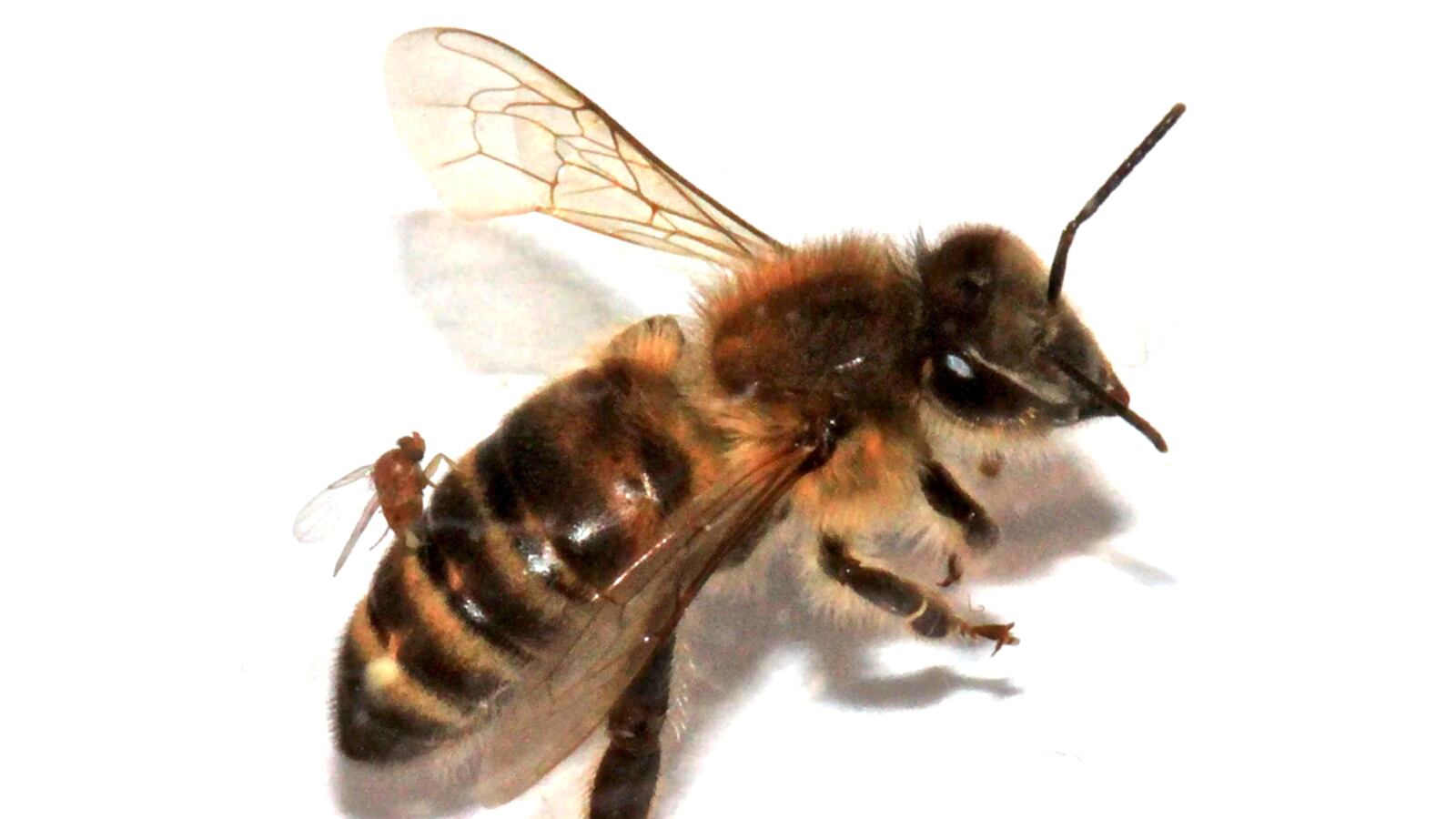 articles/2012/10/11/when-zombees-attack/zombees-ross-tease_kaftmx