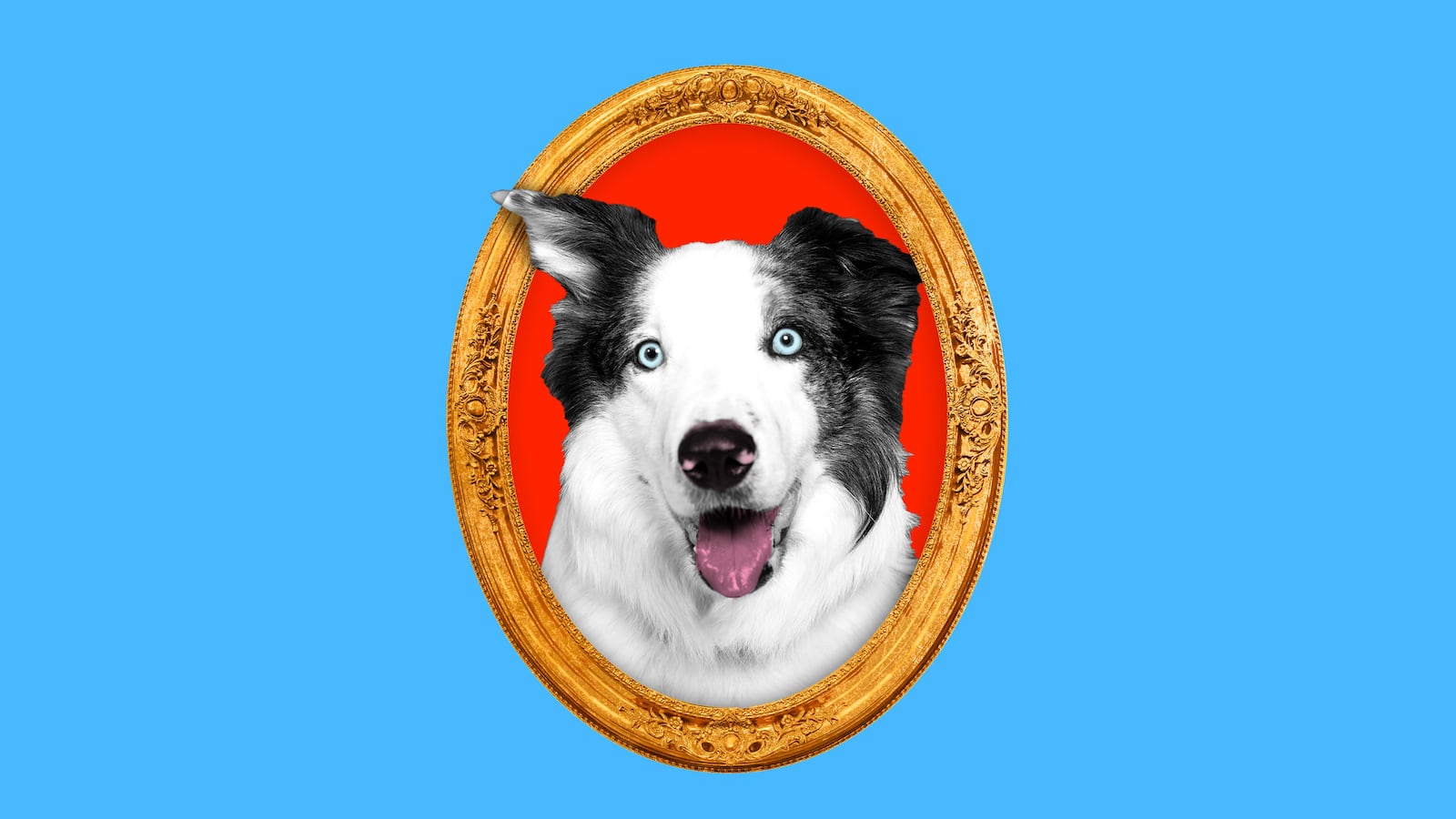 Photo illustration of Messi dog in frame
