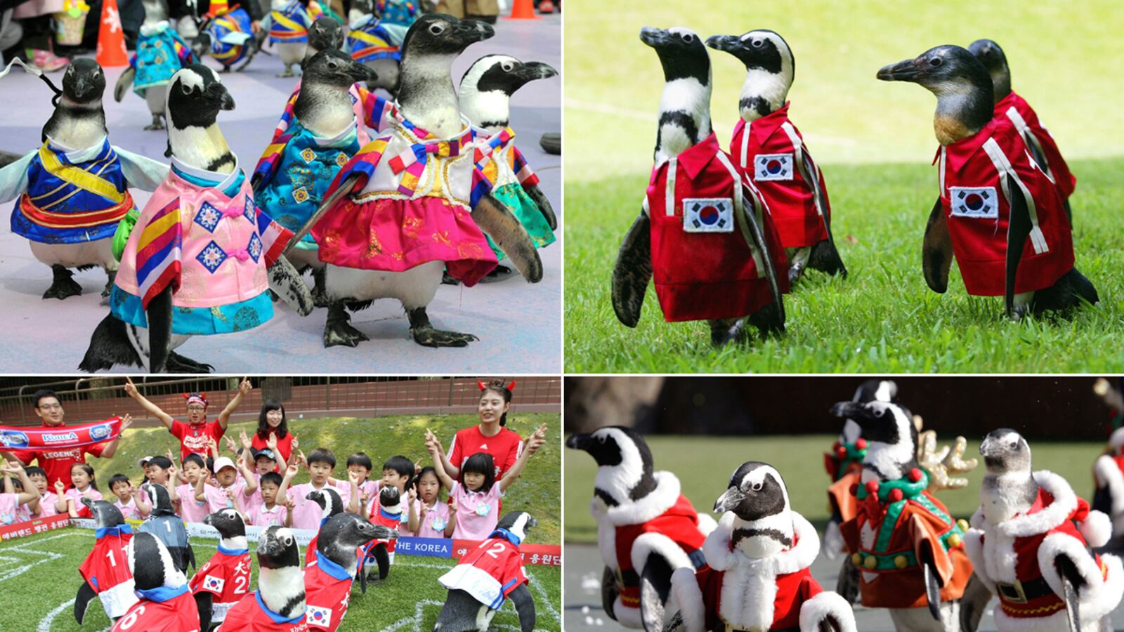 galleries/2011/10/24/best-dressed-penguins/best-dressed-penguins-tease_bmkhfa