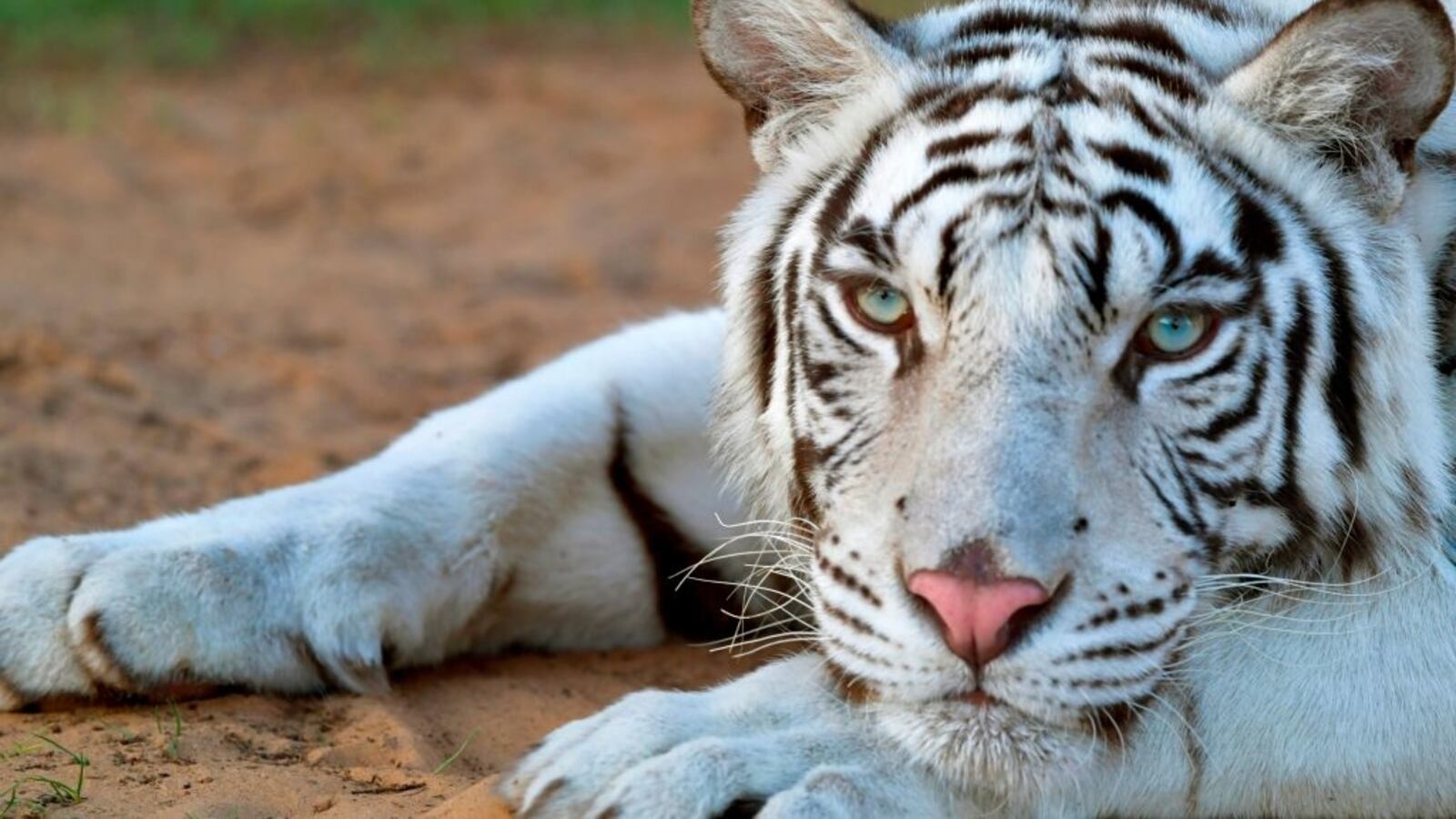 GettyImages-1229096945_fssmqu