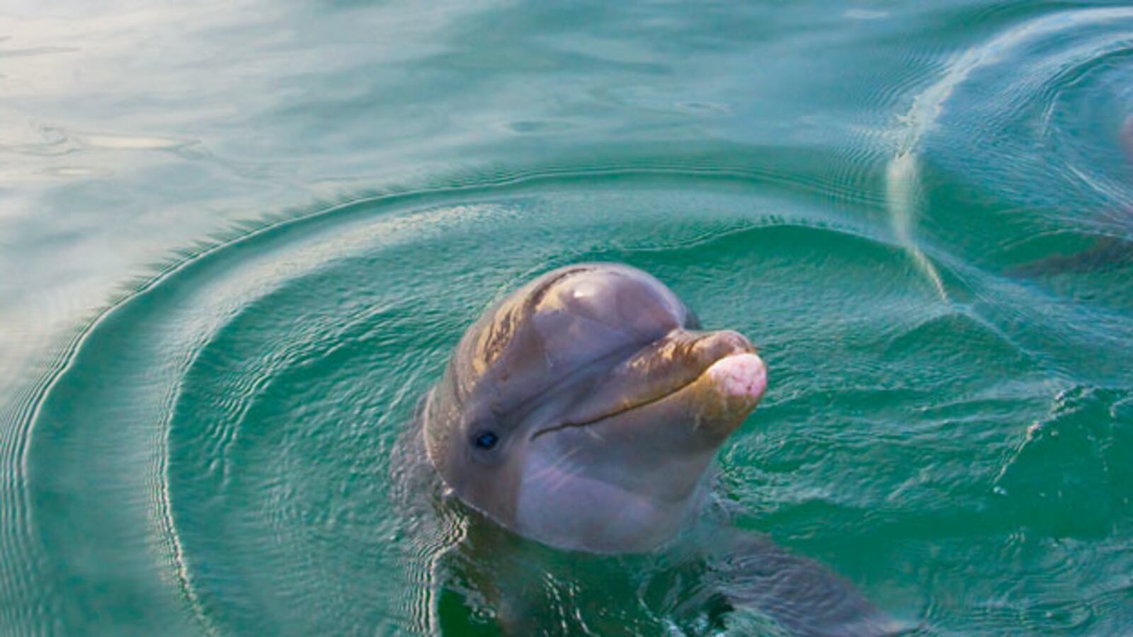 galleries/2010/05/03/wildlife-drowning-in-oil/oil-spill-animals---dolphin_c900at