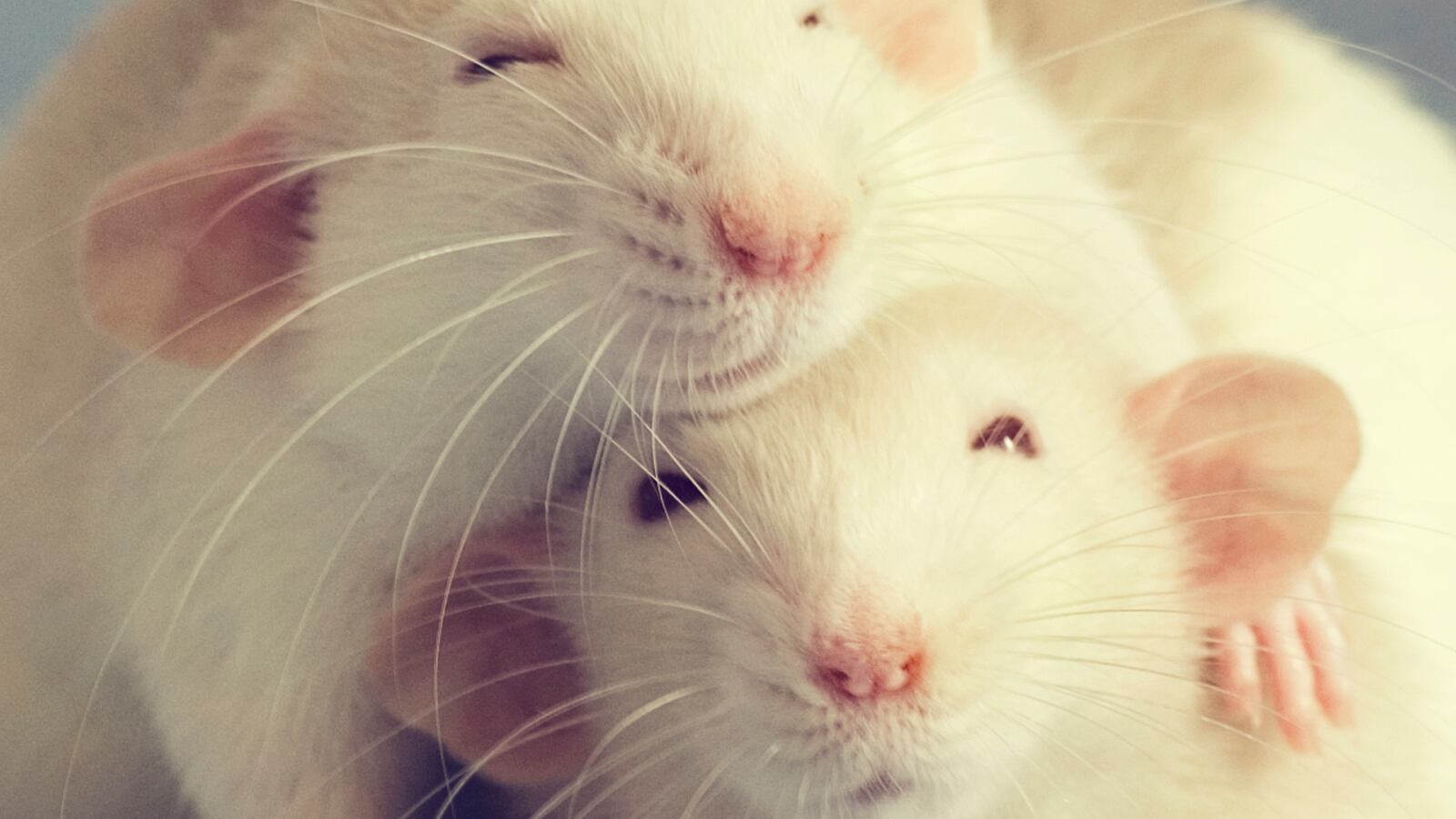 GettyImages-120798373_ea3ch8