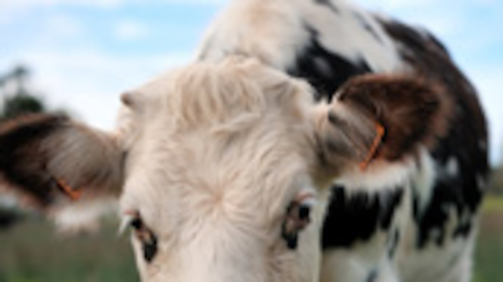 articles/2009/11/01/foers-call-to-arms/ciabattari-foer_59986_rrjwuf