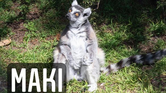 SFPDMakiTheLemur20201014_qkwo2x