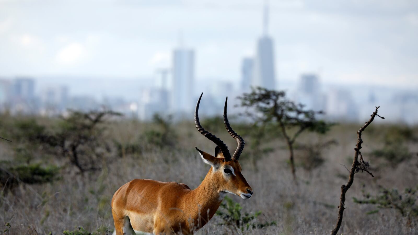 2018-12-03T000000Z_1767628412_RC1B74A38200_RTRMADP_3_KENYA-ANIMALS_y8dqwc