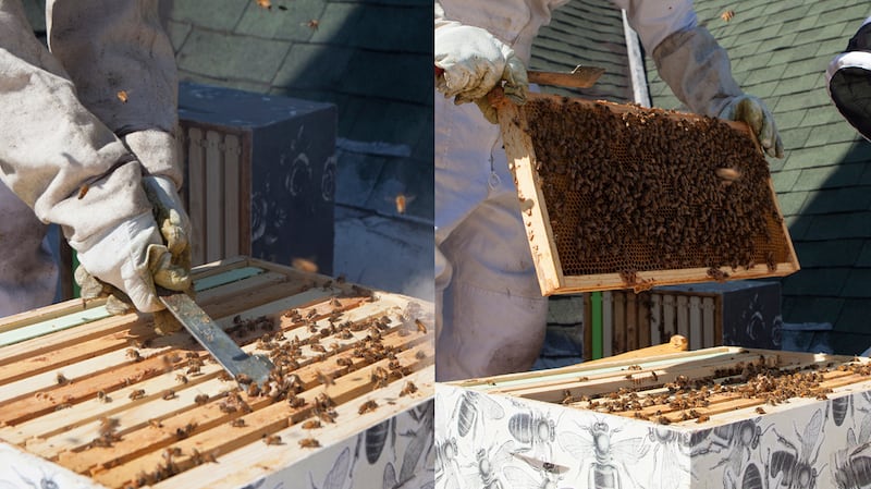 articles/2015/06/01/learning-to-farm-your-own-artisanal-honey-on-the-rooftops-of-new-york/learning-to-farm-your-own-artisanal-honey-on-the-rooftops-of-new-york-body-inlineimage_2_yezxk3
