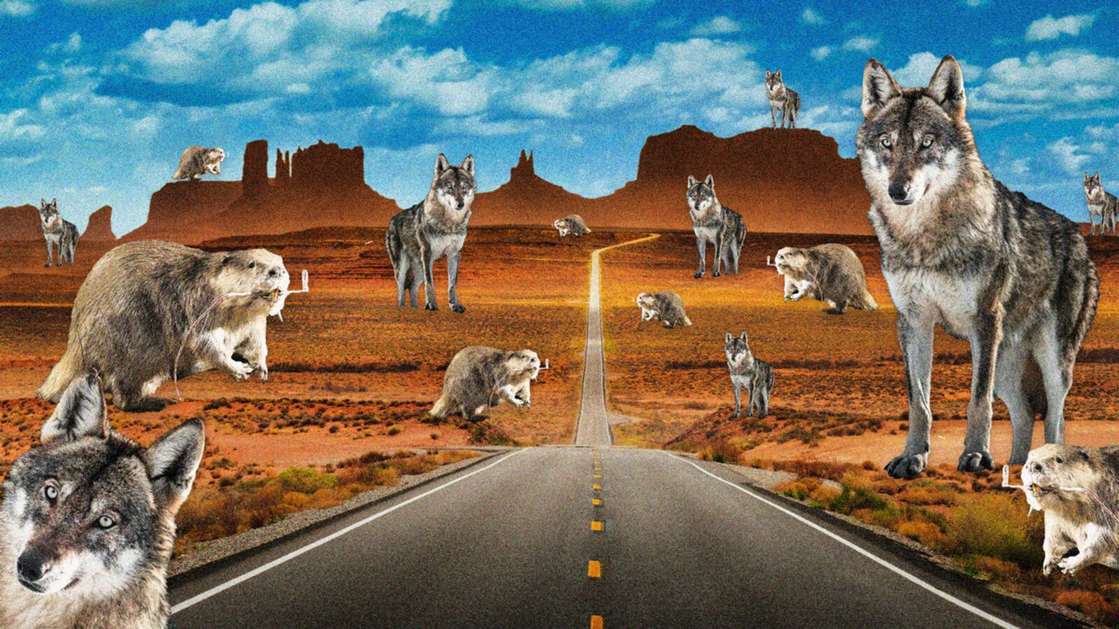 220809-Tran-US-Wolves-Beavers-express-tease_uy4din