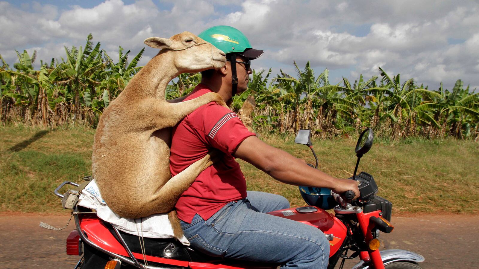 articles/2013/07/12/daily-beast-caption-writing-contest/130711-lamb-motorcycle-tease_frxsmf