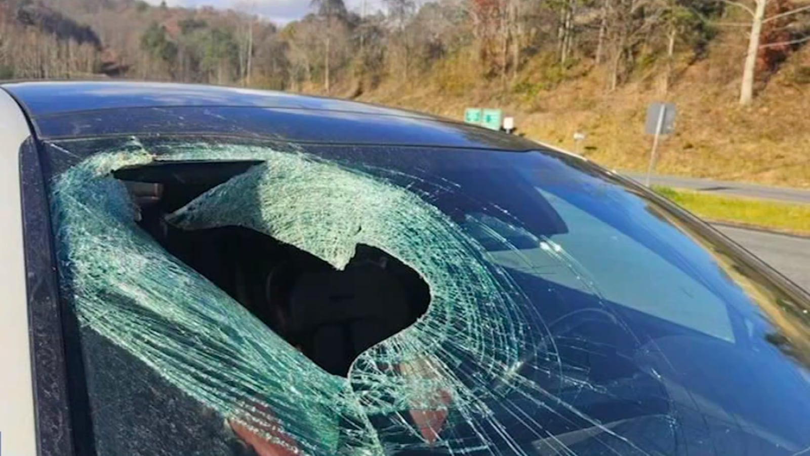 Cat through a windshield