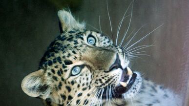 cheats/2011/05/07/leopard-mauls-boy-at-kansas-city-zoo/leopard-kansas-city-zoo-attack_qtzp3e