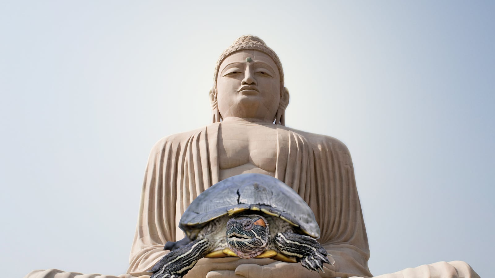 articles/2014/12/28/the-buddhist-business-of-poaching-animals-for-good-karma/141227-hong-buddha-animals-tease_iumync