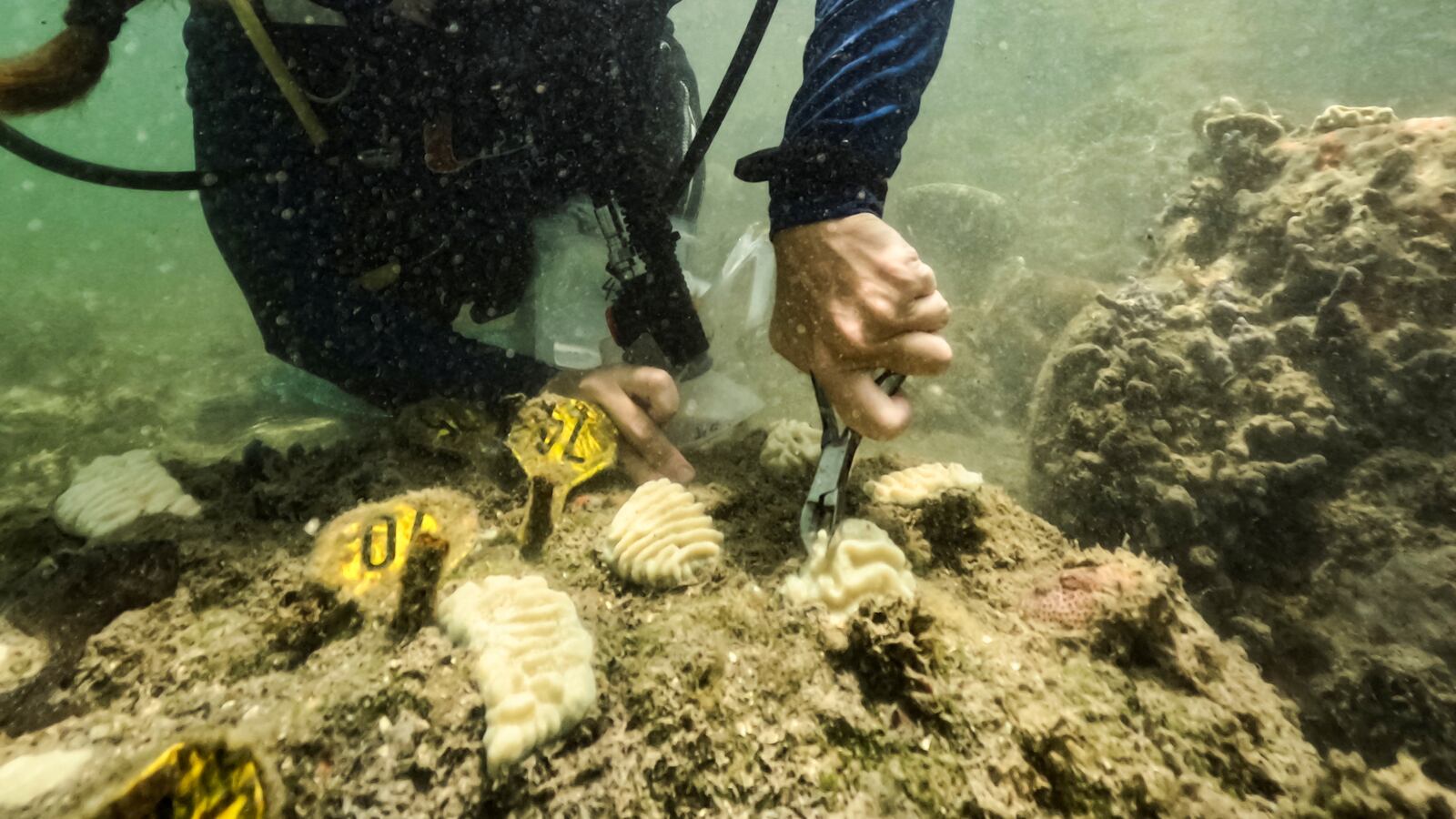 NOAA intern and University of Miami PhD candidate, Allyson DeMerlis, grabbles samples of corals that she planted in December of 2022 that have now already bleached fully in Miami, Flordia, U.S., July 14, 2023.