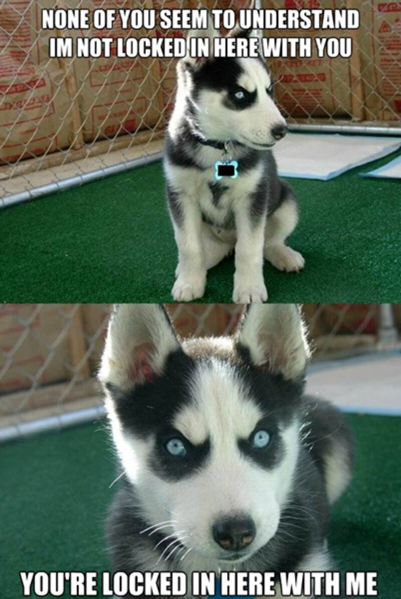 galleries/2011/11/11/the-week-s-best-internet-memes/111110-week-memes-09-scariest-puppy_xcxcs9