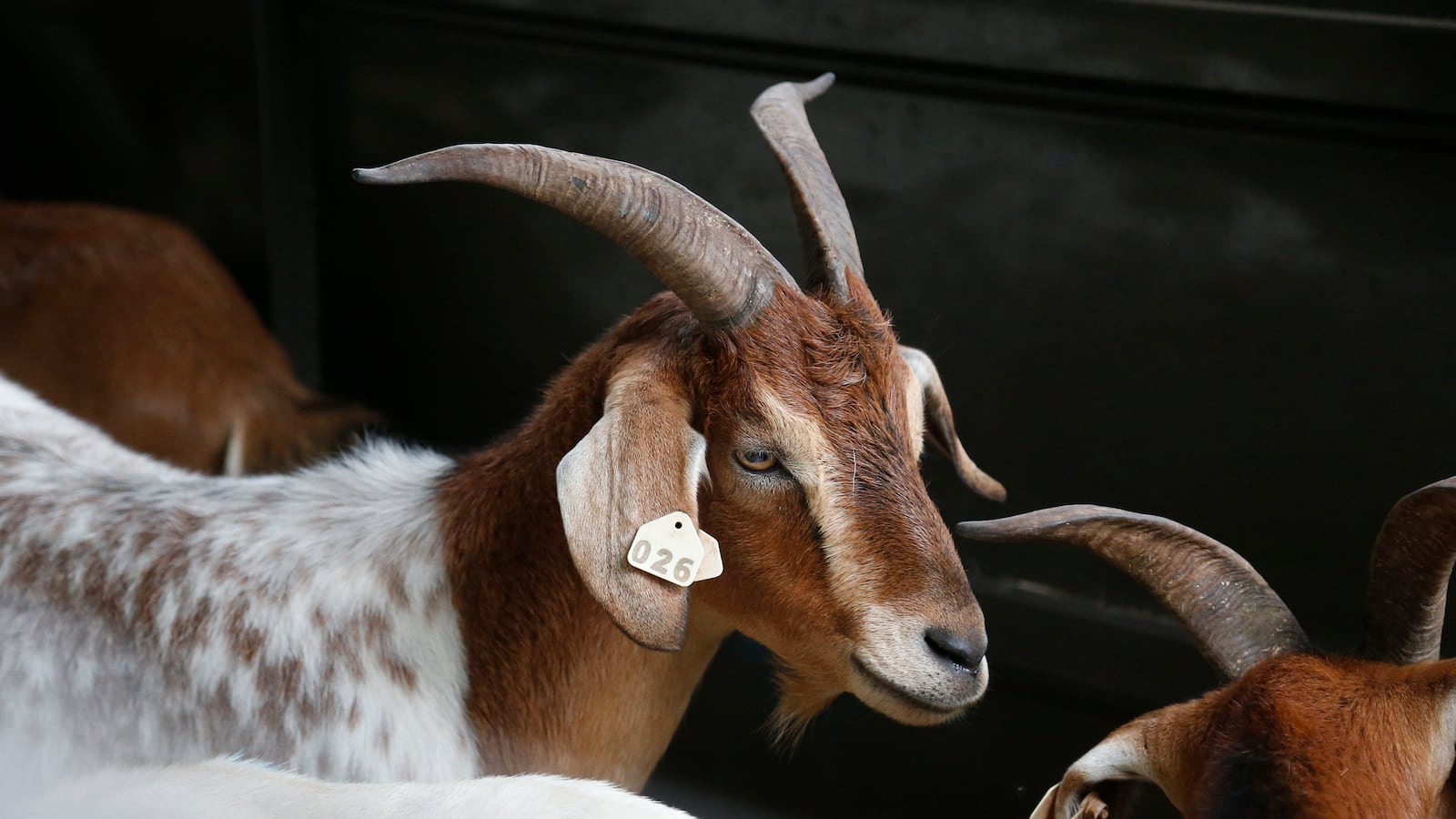 cheats/2013/08/23/man-banned-from-farms-all-farms/130822-goat-cheat_ryomlx