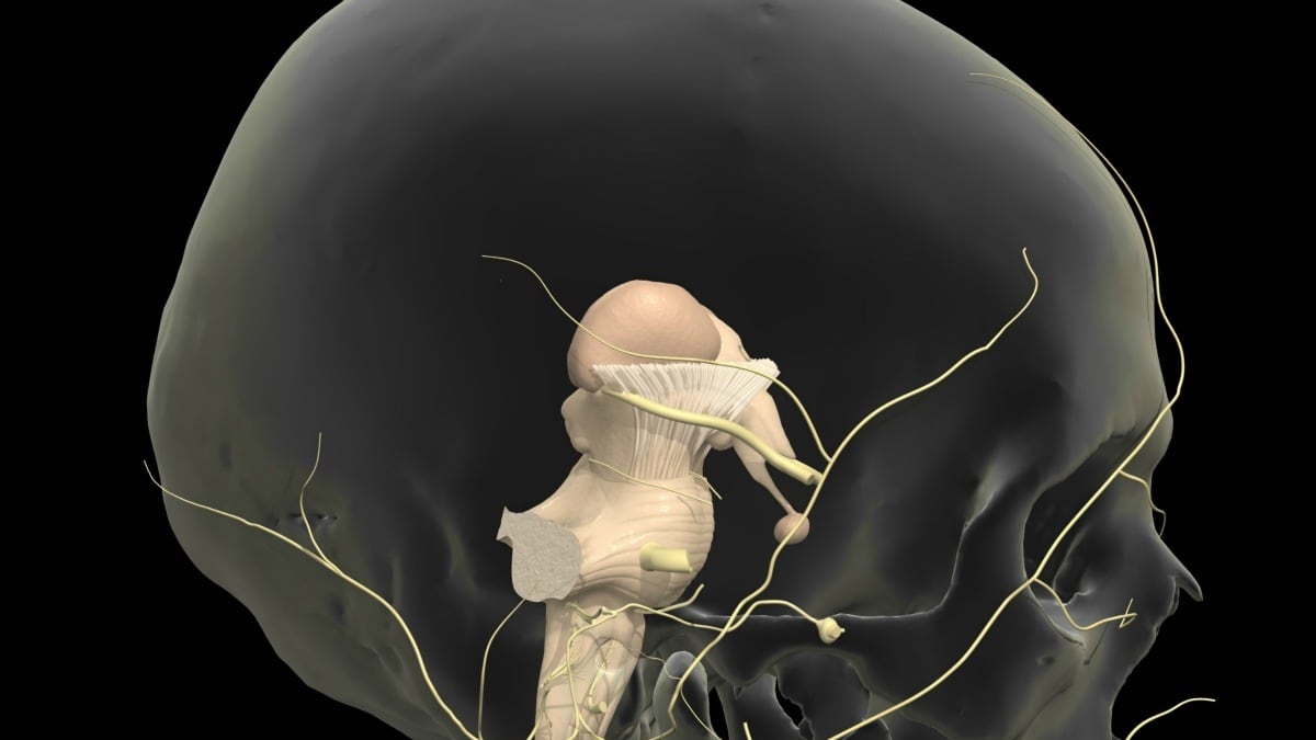 cheats/2013/04/10/scientists-create-3-d-clarity-brain/clarity-brain-cheat_ce1xje