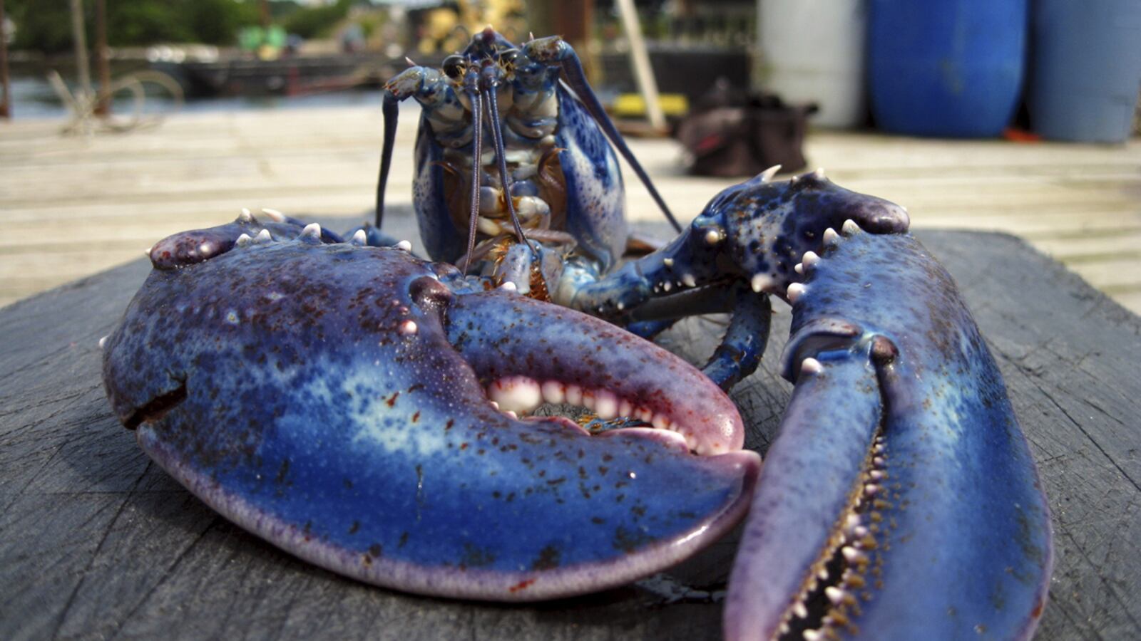 galleries/2011/06/10/oddly-colored-animals/blue-lobster-odd-colored-animals-gallery_fdh8m0