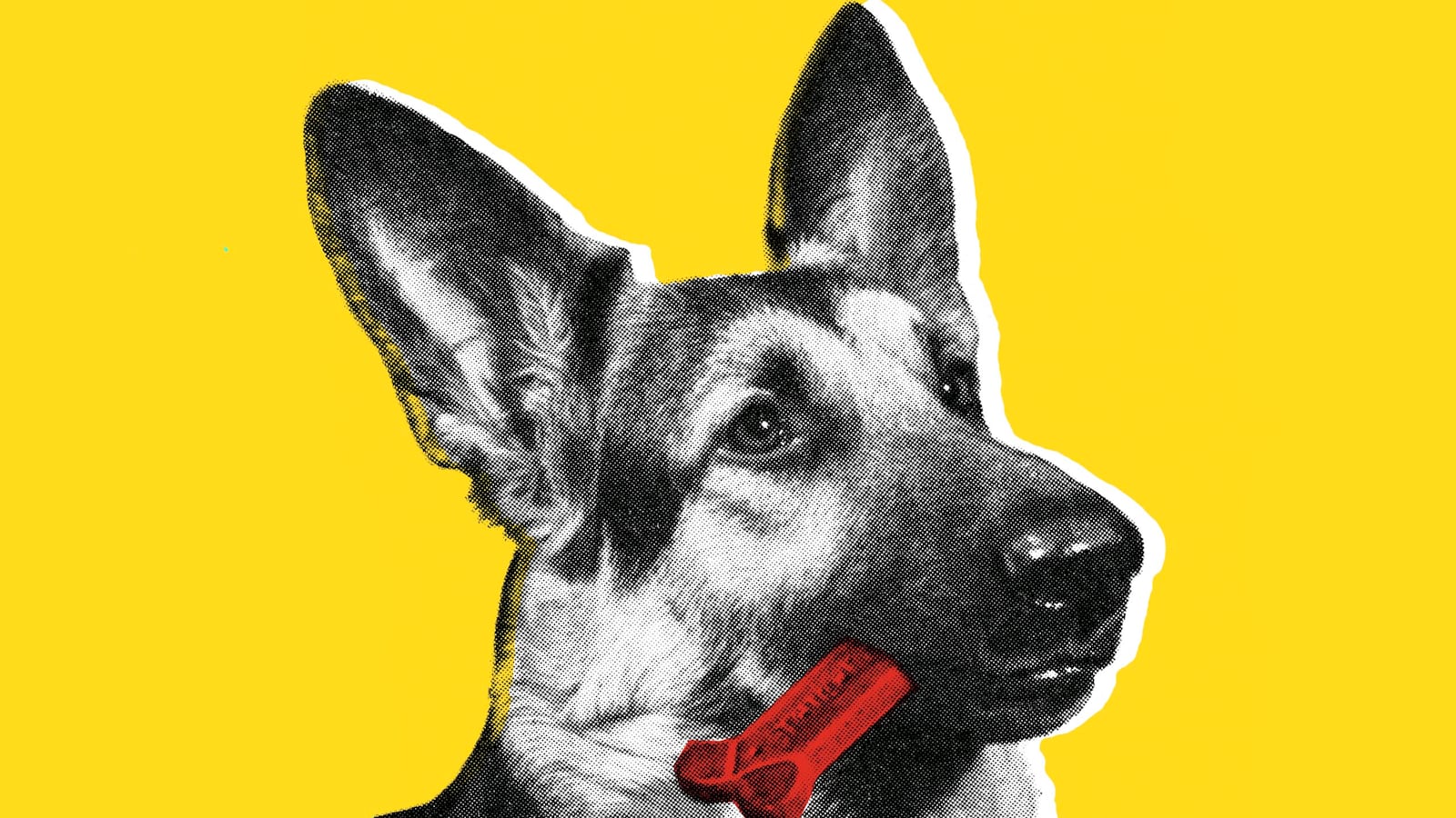 170623-moss-dogs-tease_gm1yjb