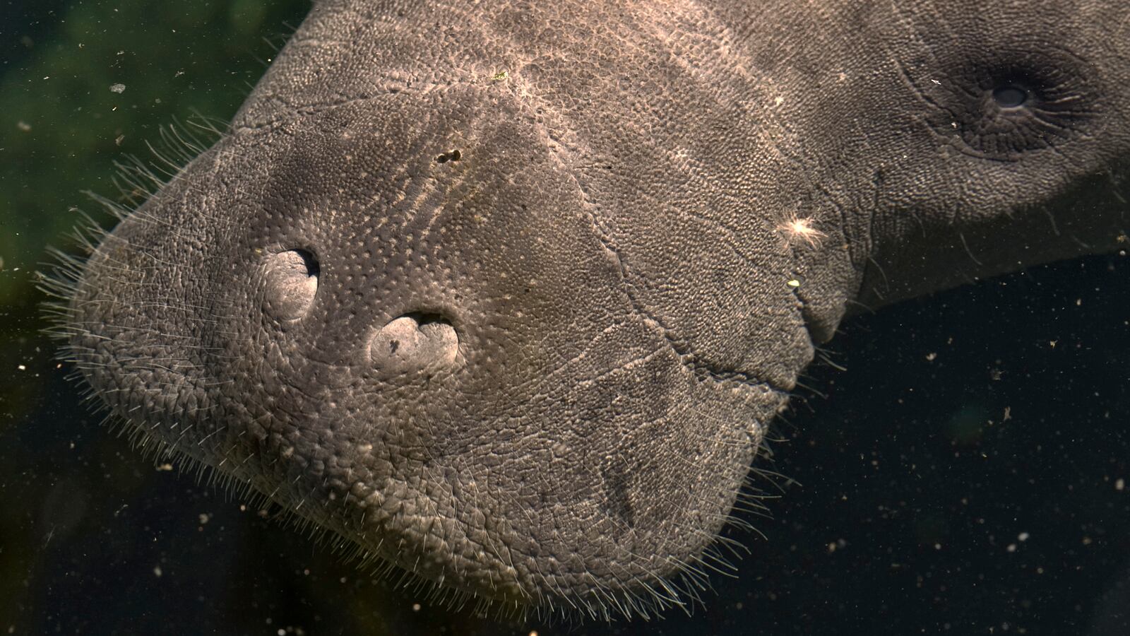 A rescued manatee in Florida.