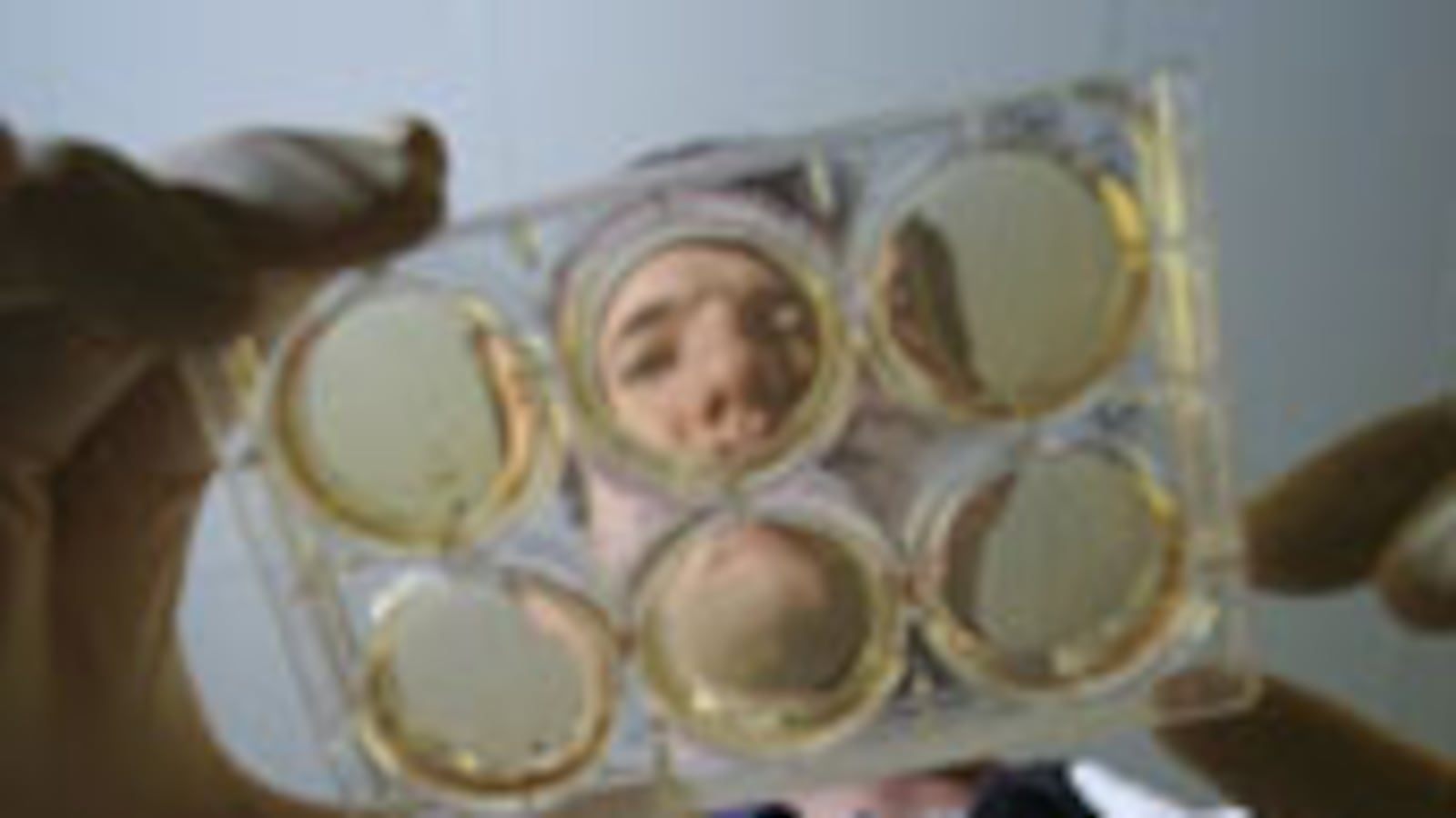 articles/2009/03/02/an-ethical-non-quandary/kinsley-stem-cells_16330_l5i36p