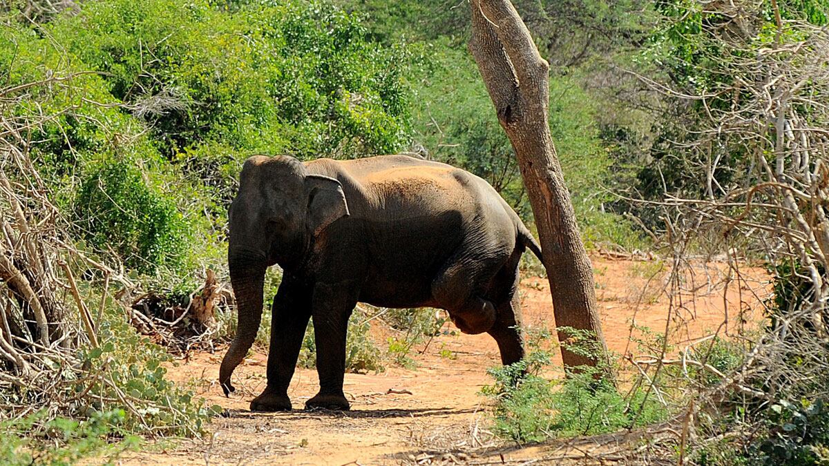 cheats/2014/11/17/elephant-kills-handler-takes-tourists/141117-elephant-thailand-cheat_j1uggo