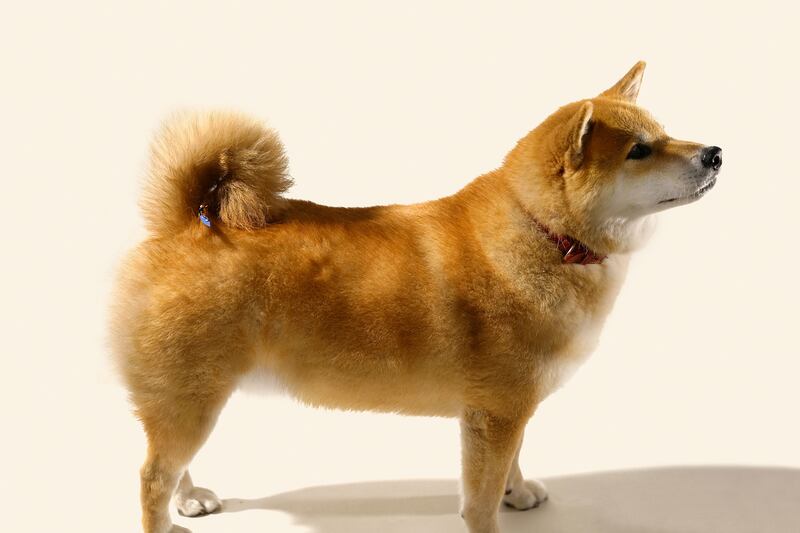 170715-small-wonders-7_ccjtw3