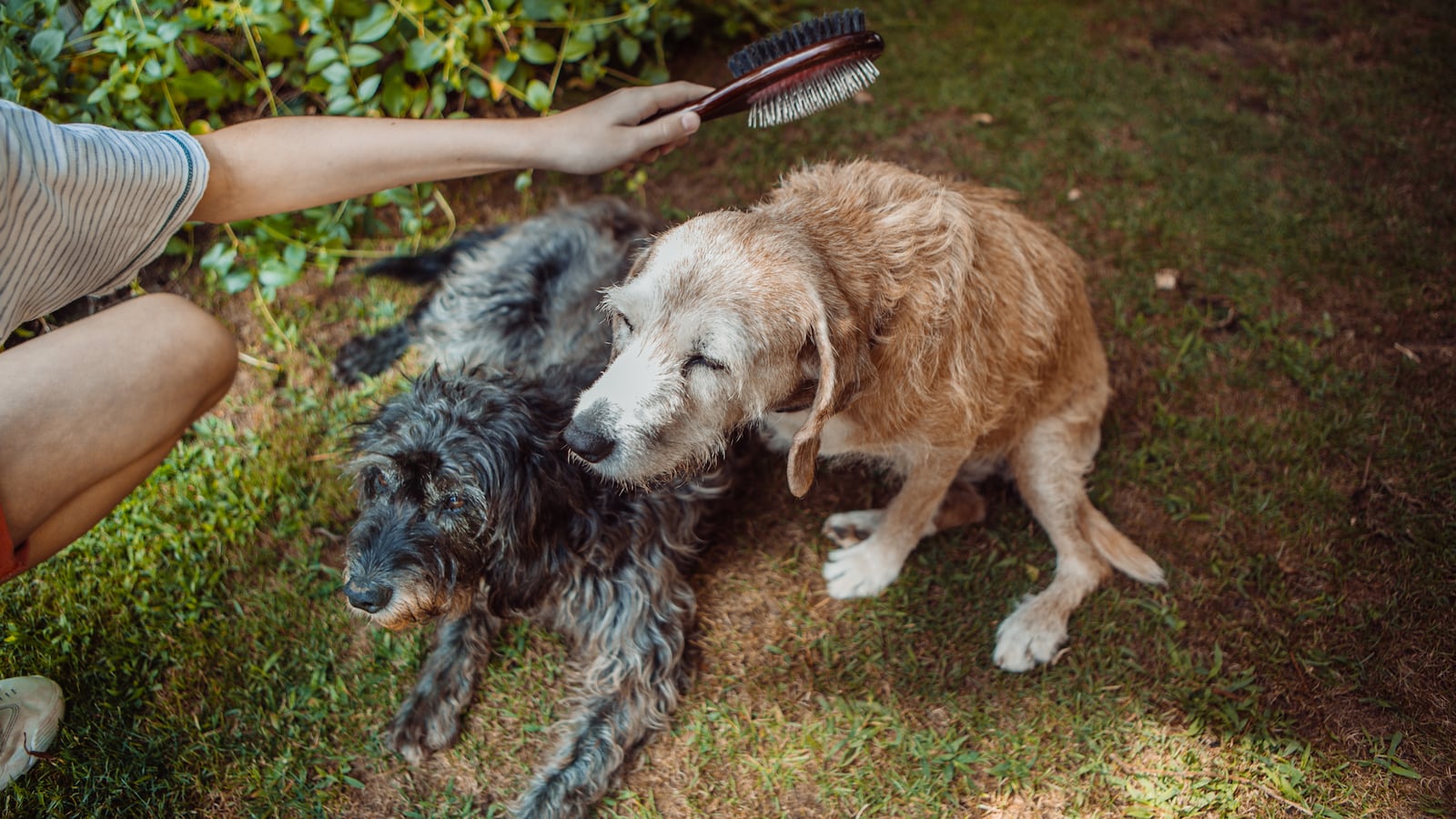 Stock image of old dogs being groomed.