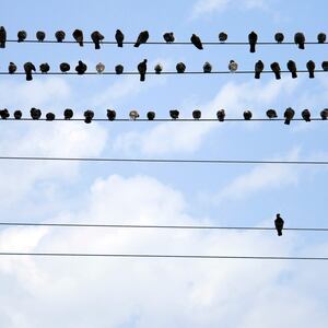 birds on a wire loneliness isolation mental health illness depression