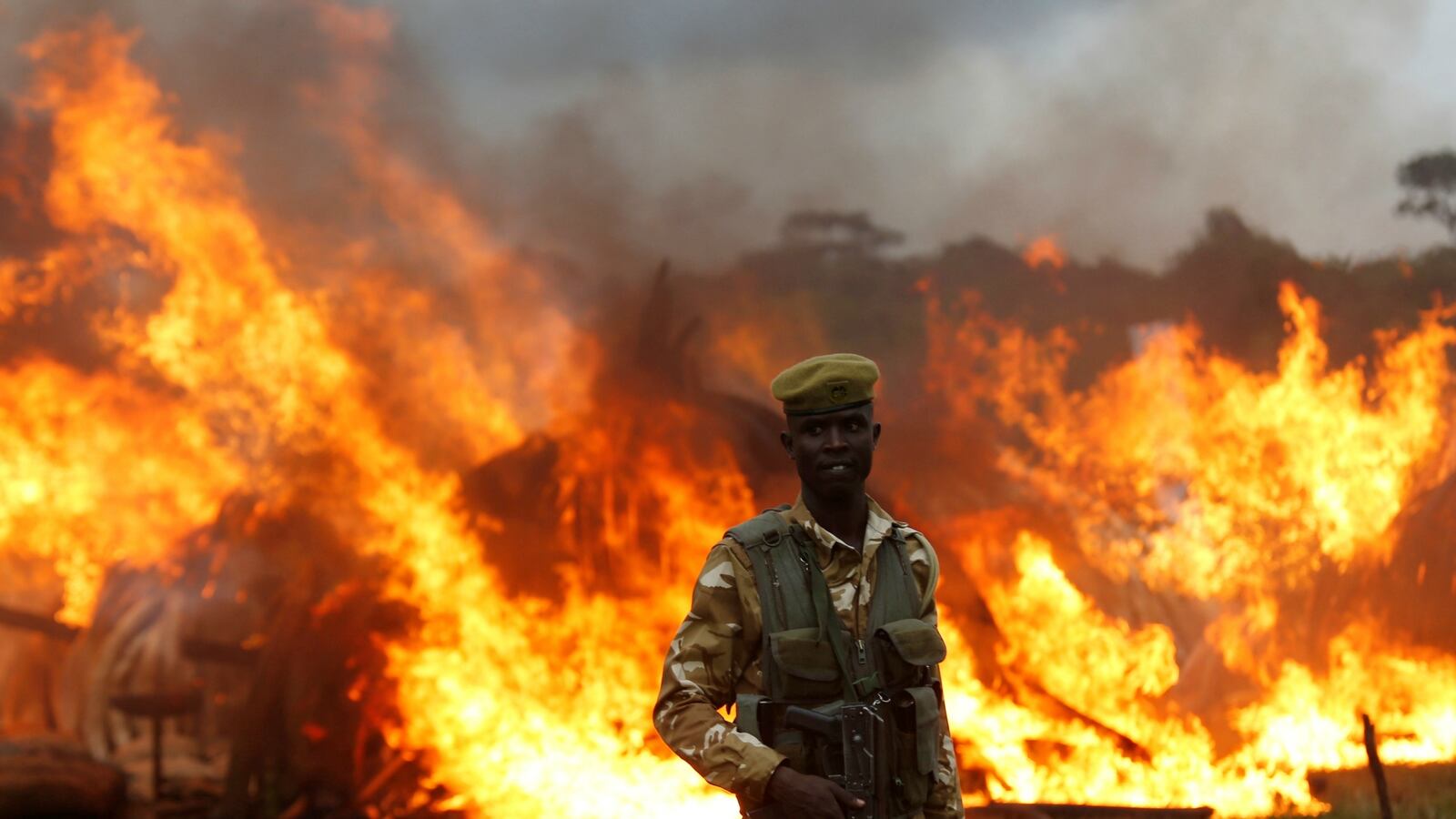 cheats/2016/04/30/kenya-burns-105-tons-of-illegal-ivory/160430-kenya-ivory-cheat_kg5jae