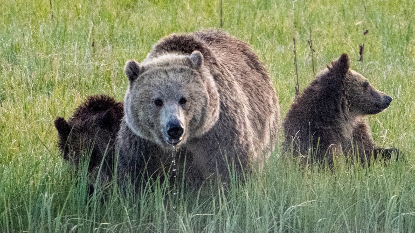 YELLOWSTONE NATIONAL PARK, WYOMING -JUNE 21: A Grizzly bear drinks from Pelican Creek as her two cubs stay close by her side on June 21, 2024. in Yellowstone National Park, Wyoming. (Photo by Jonathan Newton/Getty Images)