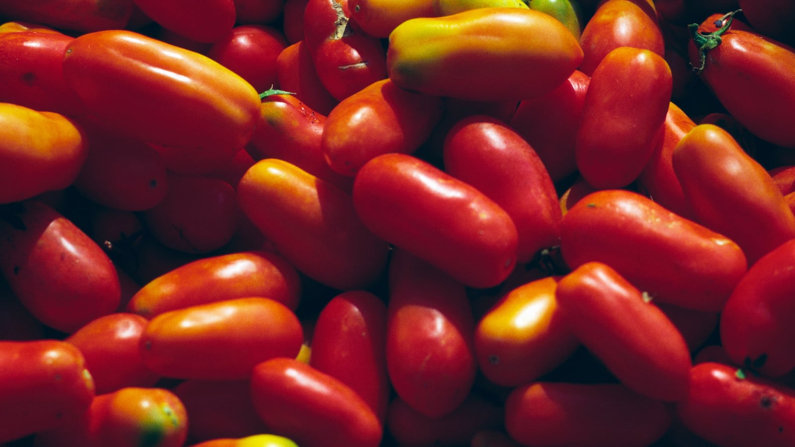 ITALY - SEPTEMBER 7: San Marzano tomatoes, Campania, Italy. (Photo by DeAgostini/Getty Images)