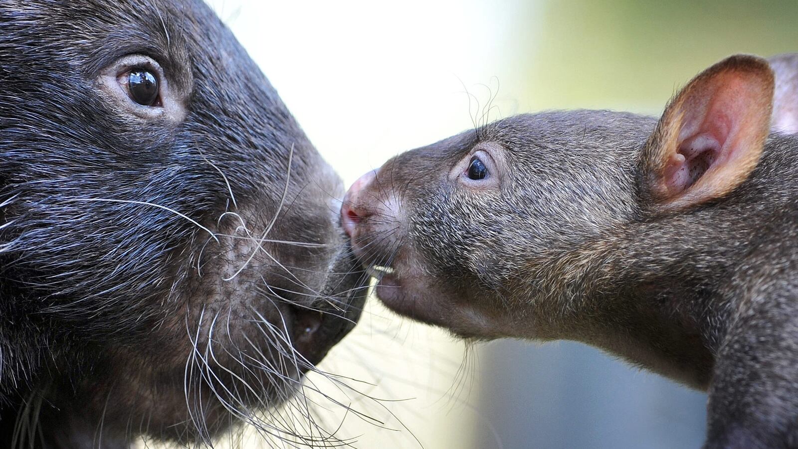 BALLARAT, AUSTRALIA - APRIL 5: Coco the 12-year-old Common Wombat has given birth to her third baby at Ballarat Wildlife Park in Victoria, which is a rare occurance in captive Wombats.