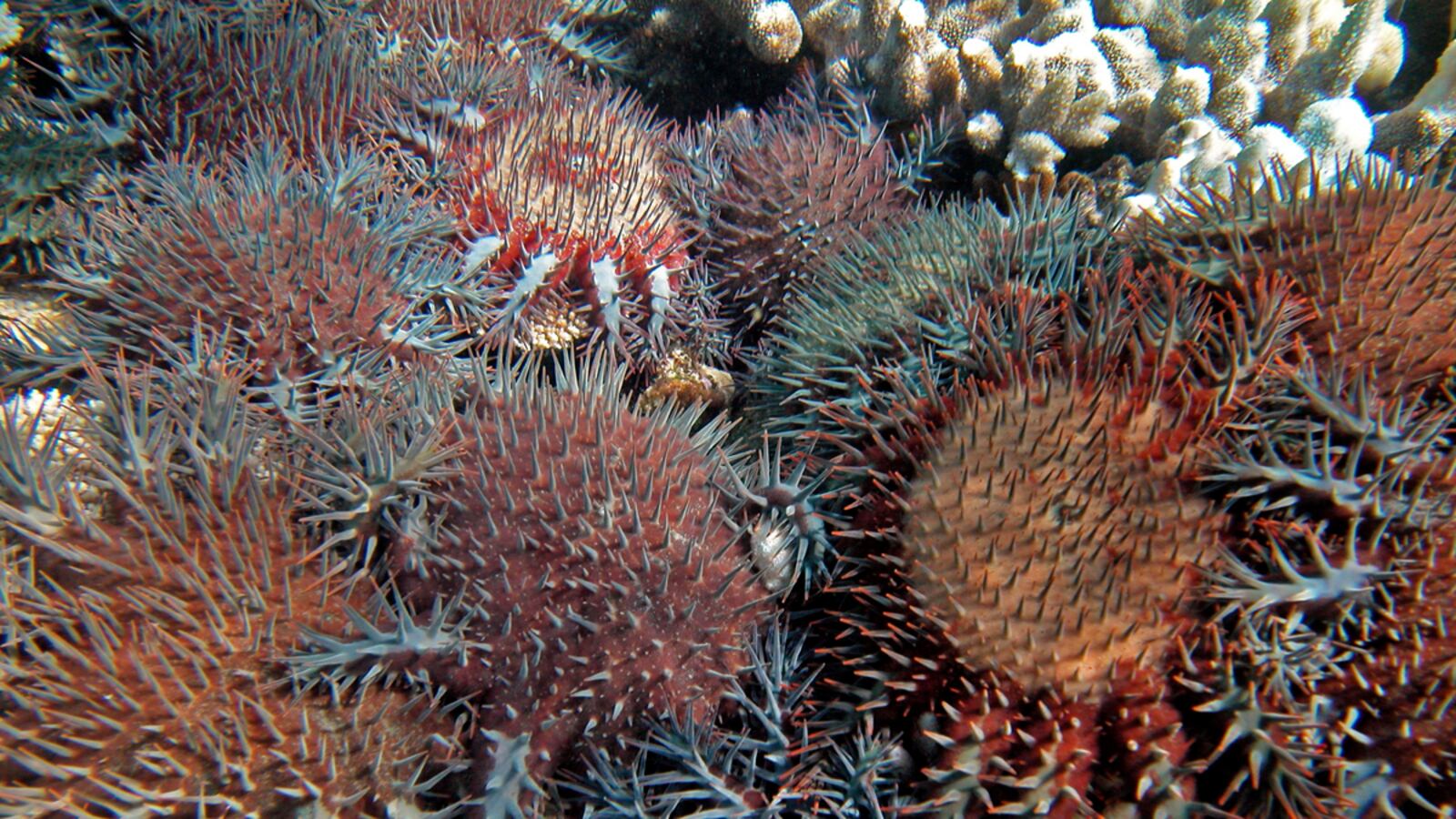 articles/2012/10/02/great-barrier-reef-loses-half-its-coral-in-just-27-years/telgraph-crown-reef-embed-tease_ntahov