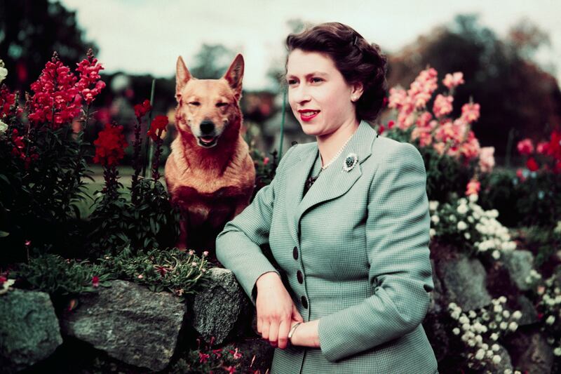 galleries/2012/08/06/queen-elizabeths-corgis-a-brief-history-photos/queen-elizabeth-corgis-1_g9pzwn