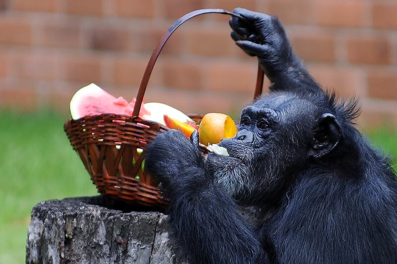 galleries/2012/12/20/santa-s-favorite-critters-animals-enjoy-holiday-gifts-photos/xmas-animals-chimp_efbtdz