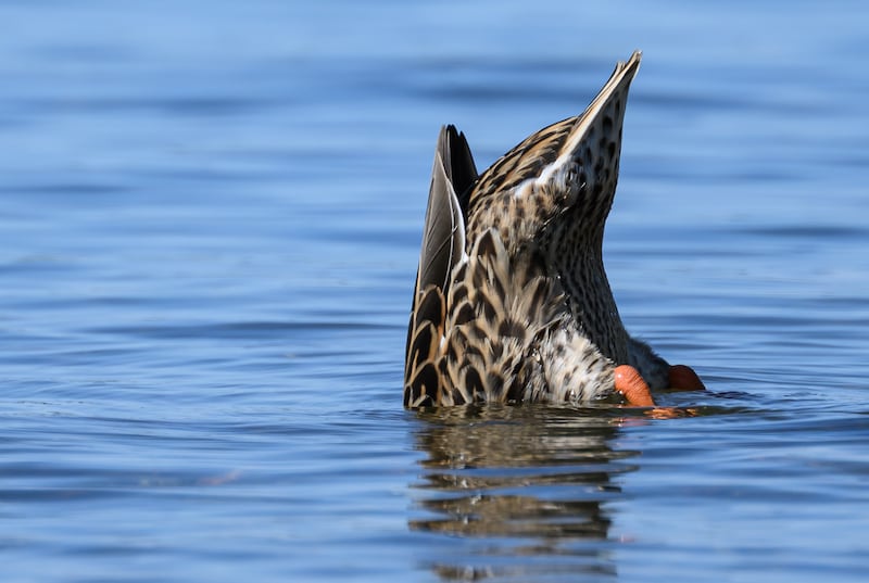 08 August 2026, Saxony, Markkleeberg: A duck dips its head into the water of Lake Cospuden. Photo: Hendrik Schmidt/dpa (Photo by Hendrik Schmidt/picture alliance via Getty Images)